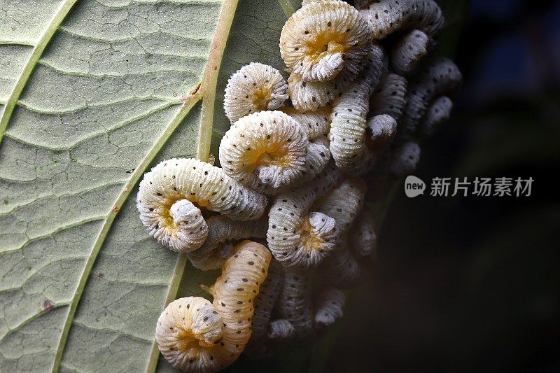 茱萸锯蝇幼虫(Macremphytus testaceus)